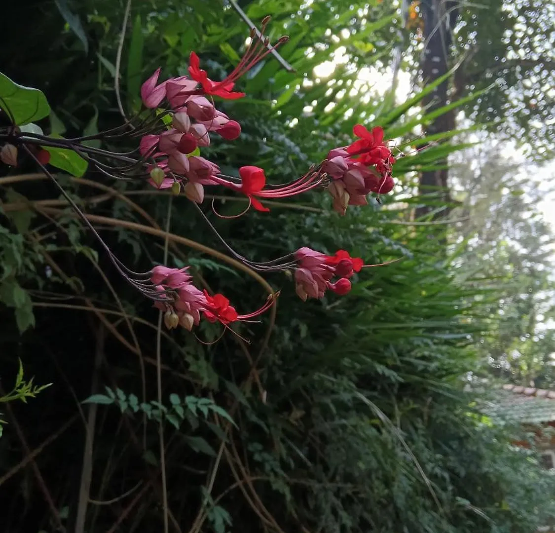 מלון Meppādi Jungle Valley Ayurvedic Spa Resort