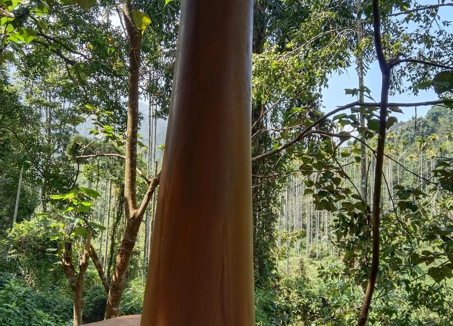 Meppādi Jungle Valley Ayurvedic Spa Resort 0*,